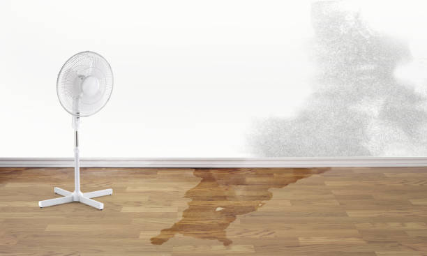 Best Water damage cleanup near me  in French Island, WI