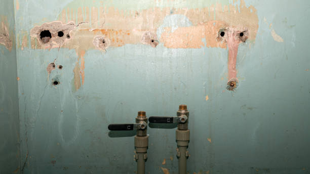 Best Mold removal after water damage  in French Island, WI